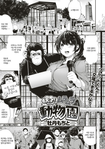 [Bota Mochito] Tensai! Muramura Doubutsuen | 천재! 불끈불끈 동물원 (COMIC HAPPINING Vol. 1) cover
